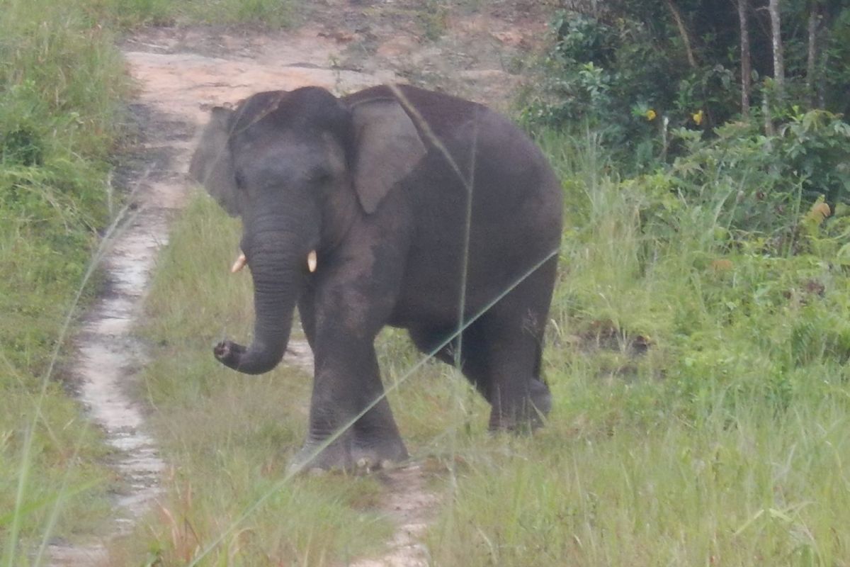 Govt Issues Presidential Decree to Save Sumatran, Kalimantan Elephants