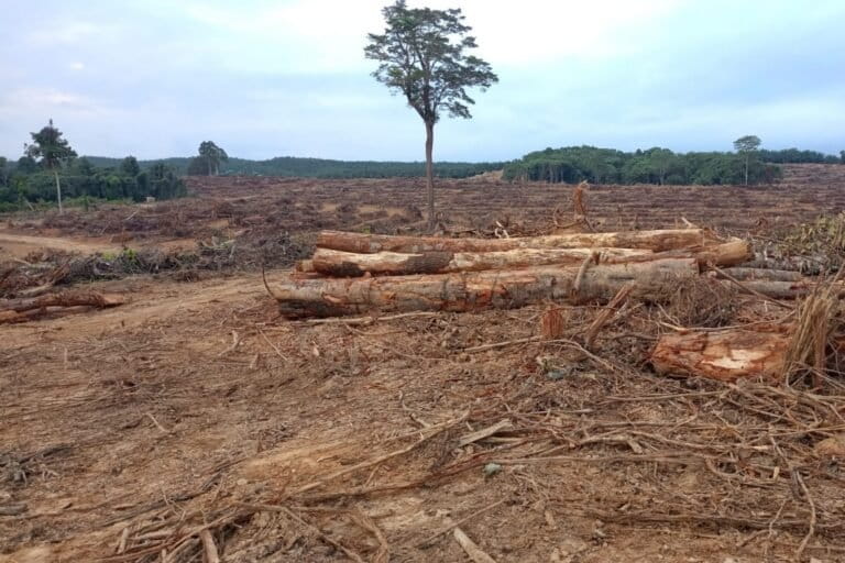 カリマンタン東部、先住民コミュニティがアブラヤシ農園拡大に抵抗