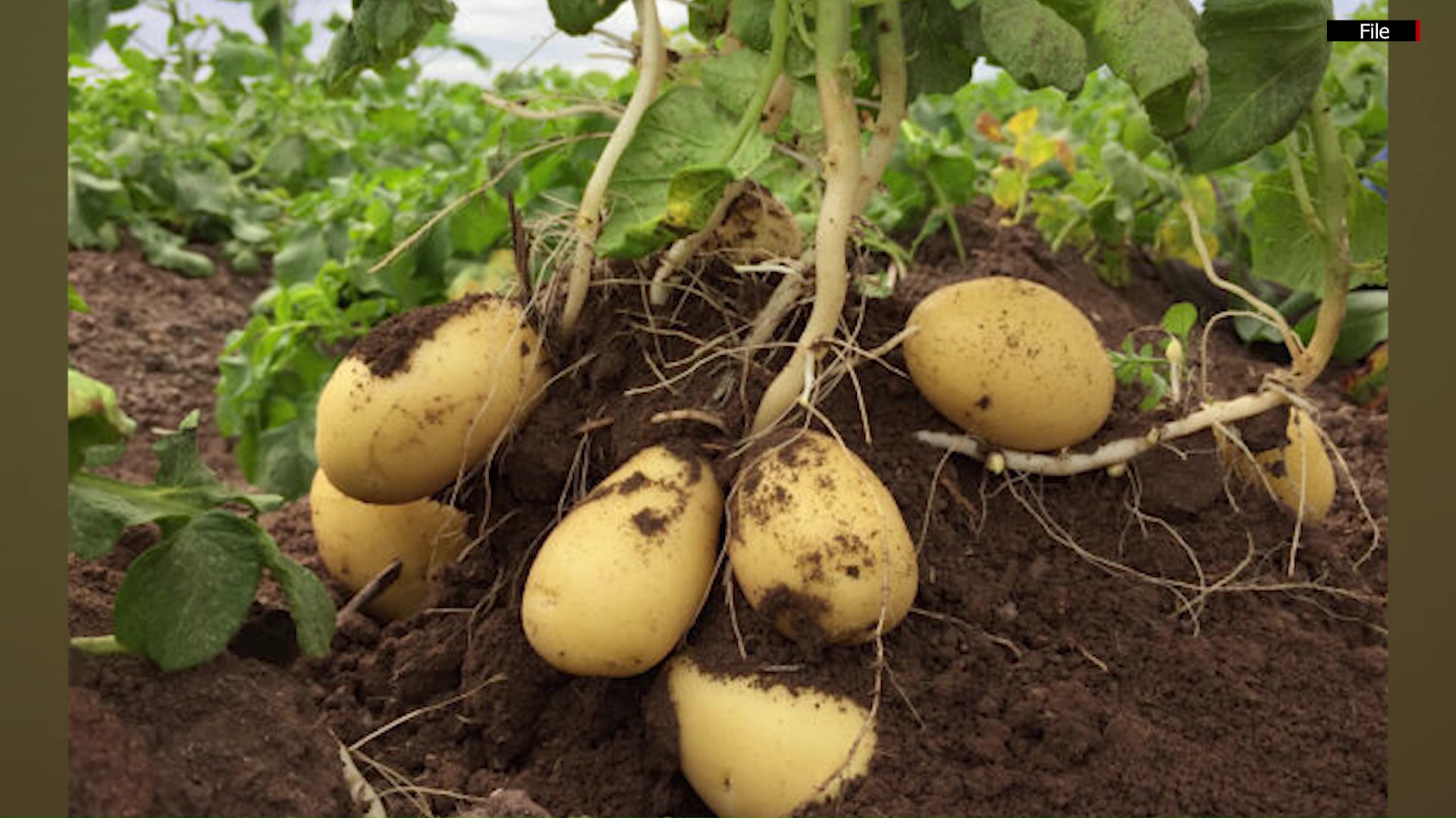 Myanmar imports around 100-200 tons of seed potatoes annually