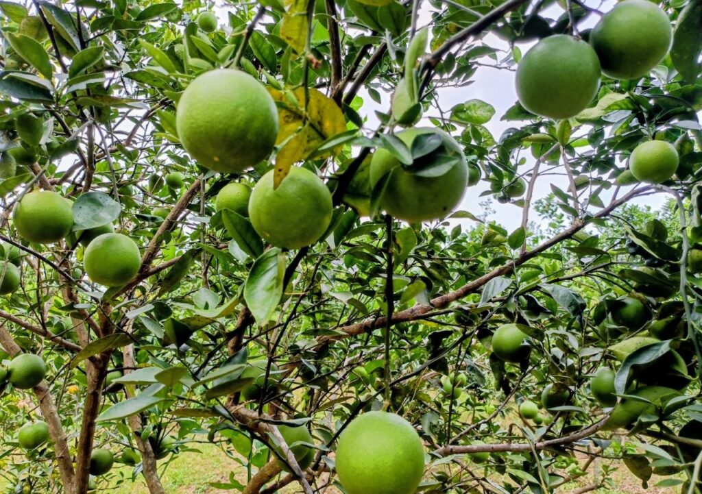 Battambang Pomelos Fetch High Prices Amidst Bountiful Harvest