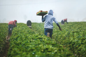 Philippine Agricultural PPI Falls on Favorable Weather, Future Uncertain Amid Typhoons
