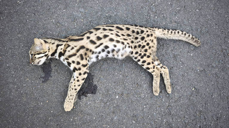 タイ・パクチョンで希少野生動物「ジャワヤマネコ」が交通事故死、保護活動に警鐘