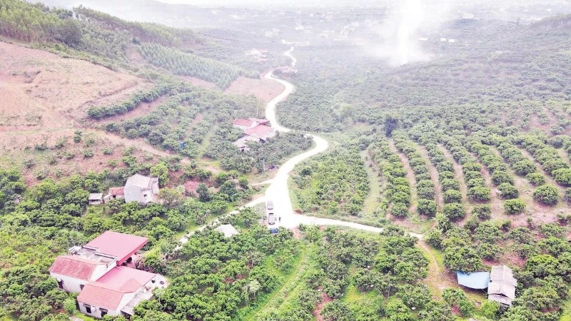 Vietnam's Lychee Harvest Sees Bumper Crop and Record Prices