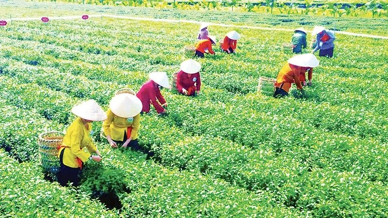 Quang Ninh's OCOP Products Elevate Quality for International Market Access