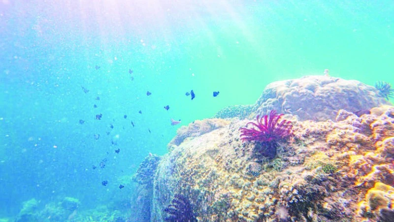 ベトナム南中部、手つかずの自然残る「ホンヌア島」の魅力