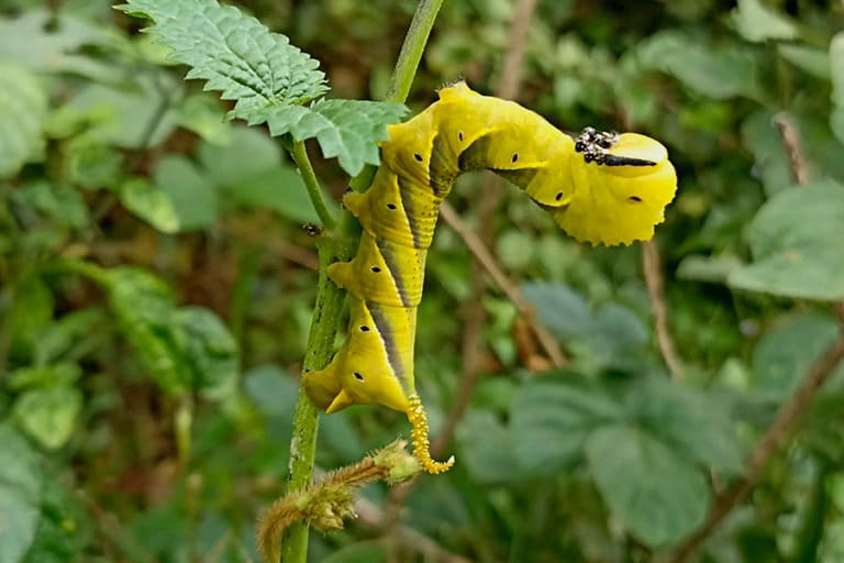 「死神の頭」を持つ蛾、その恐ろしい名前の由来と生態