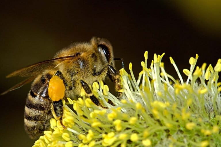 Indonesian Honeybee Venom Shows Promise in Breast Cancer Treatment Research