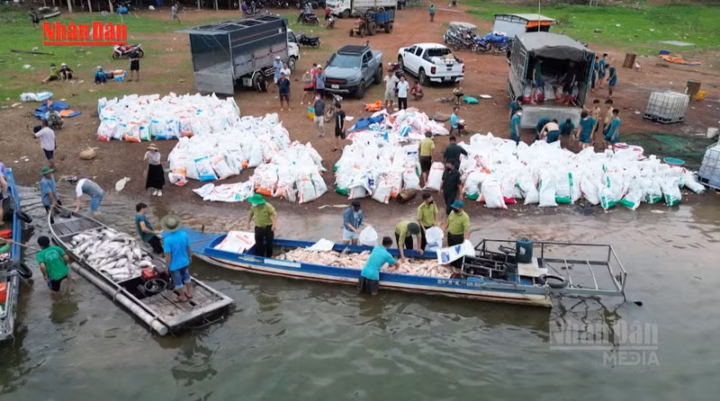 Over 200 Tons of Fish Die in Dong Nai's Tri An Lake Due to Adverse Environmental Changes