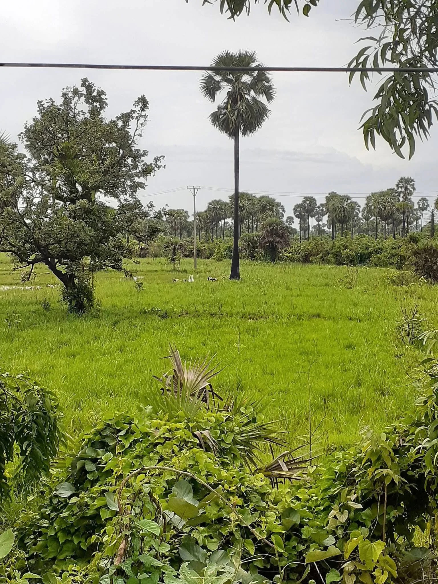 High Costs, Low Returns Leave Vast Swaths of Mon State Farmland Fallow