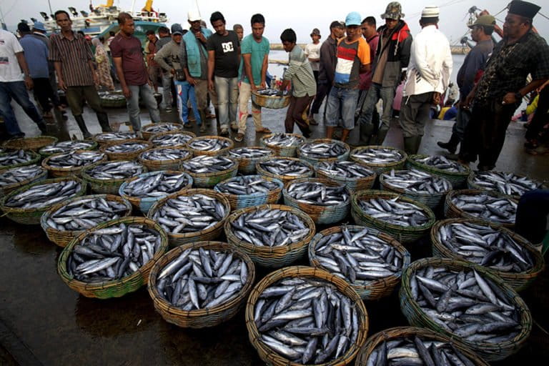 インドネシア、ILO C-188批准で漁業の未来は? 労働者保護強化と産業発展への期待と課題