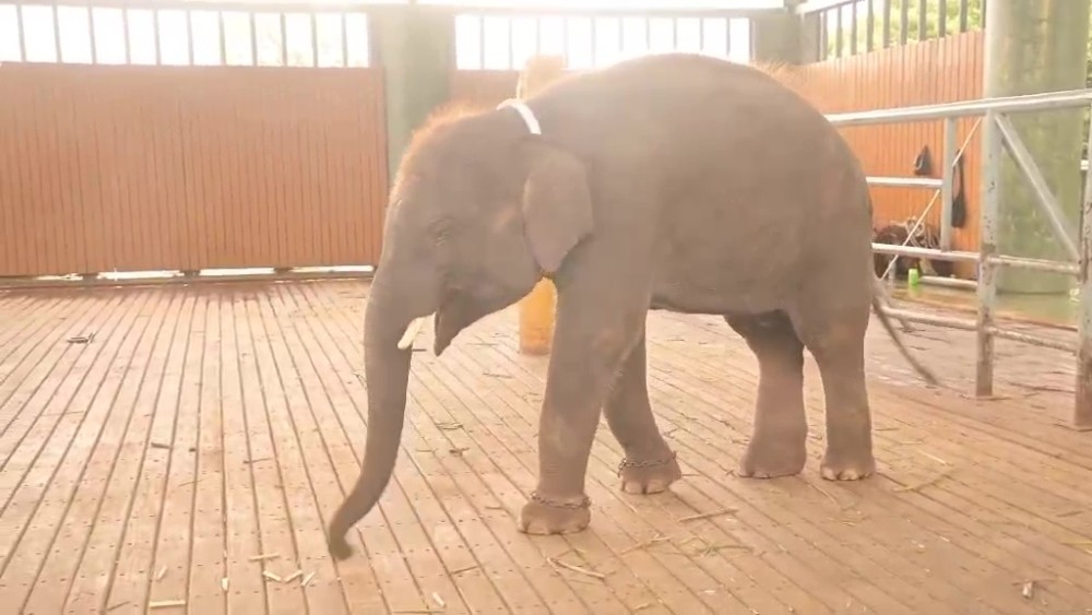 Royal White Elephant: Rahta Nandaka now turns four years old