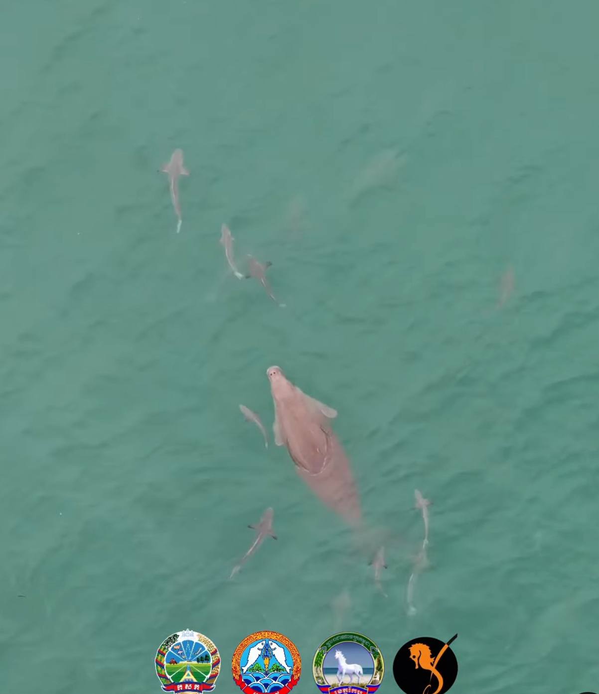 Rare Dugong Rediscovered Off Cambodia's Kep Coast, Indicating Success of Marine Conservation Efforts