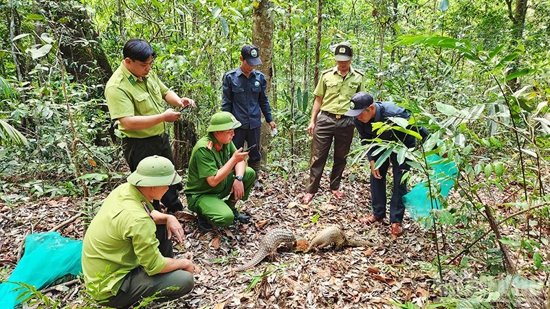 Gia Lai: Eight endangered wild animals released back into natural habitat