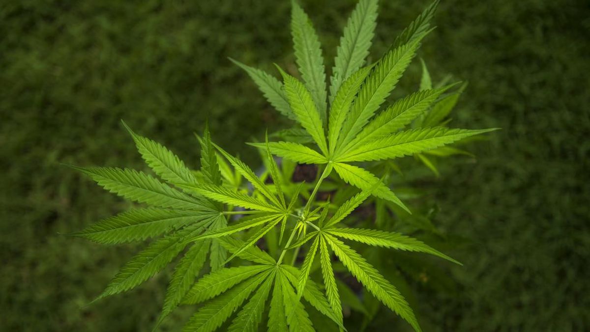 公務員、自宅を大麻栽培場に改造、警察が摘発