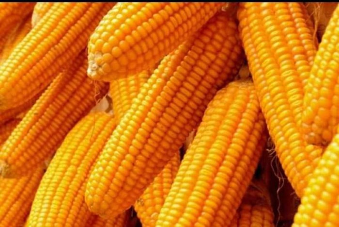 China proposes long-term B2B purchase of Myanmar corn