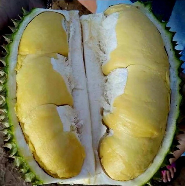Thailand: Samut Songkhram's 'Durian Sam Nam' Emerges as New Premium Specialty
