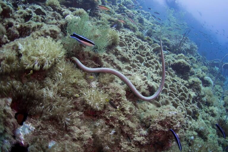 「第二の目」を持つウミヘビ、インドネシア近海にも生息