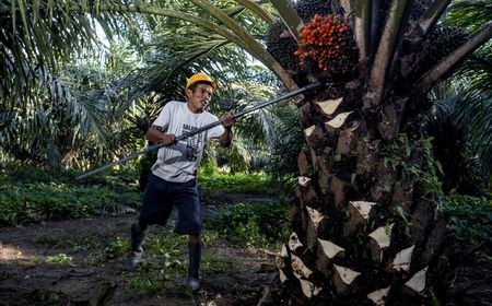 Indonesia Secures Food Security with Palm Oil, CPO Production Hits 53 Million Tons