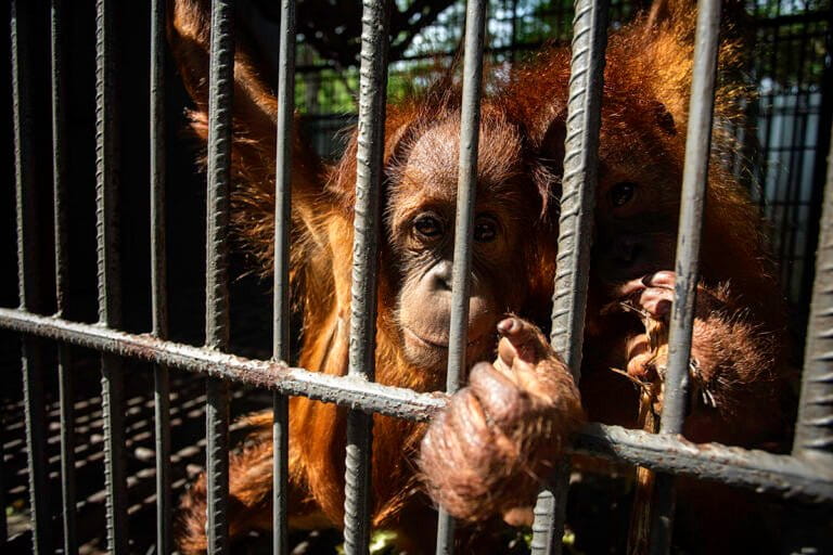 Indonesian Orangutan Babies Found in India, Raising Concerns Over Wildlife Trafficking Routes