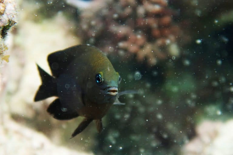 インドネシア沿岸で頻発する藻類大量発生、海洋生態系に深刻な影響