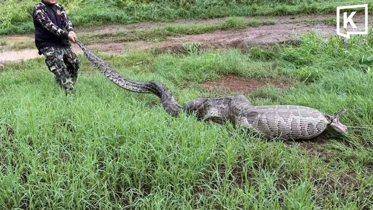 Giant Python Found After Swallowing Goats in Suphan Buri