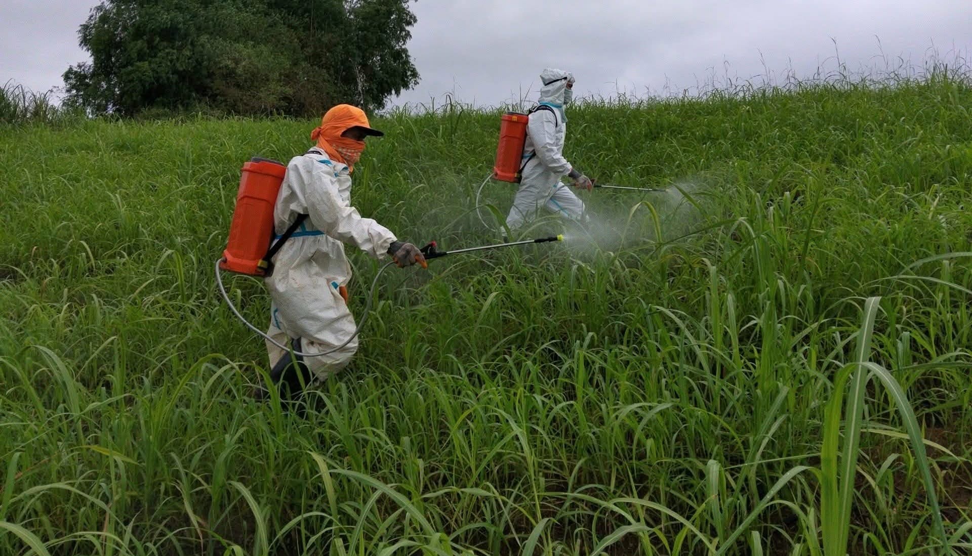 Labor group urges cash aid over aerial spraying for Negros sugarcane pest