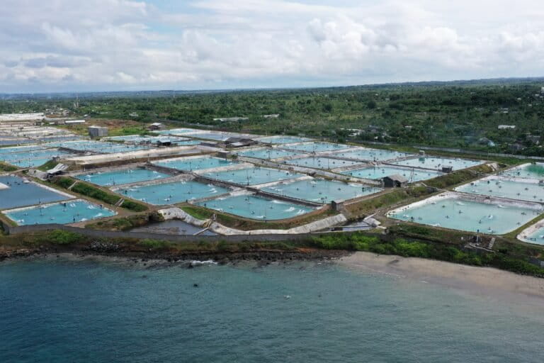 ロボン島東部沿岸、エビ養殖場が生態系を脅かす