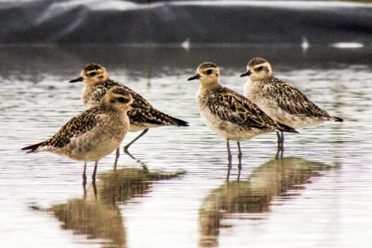 Development Erodes Migratory Bird Habitats on Aceh Coast