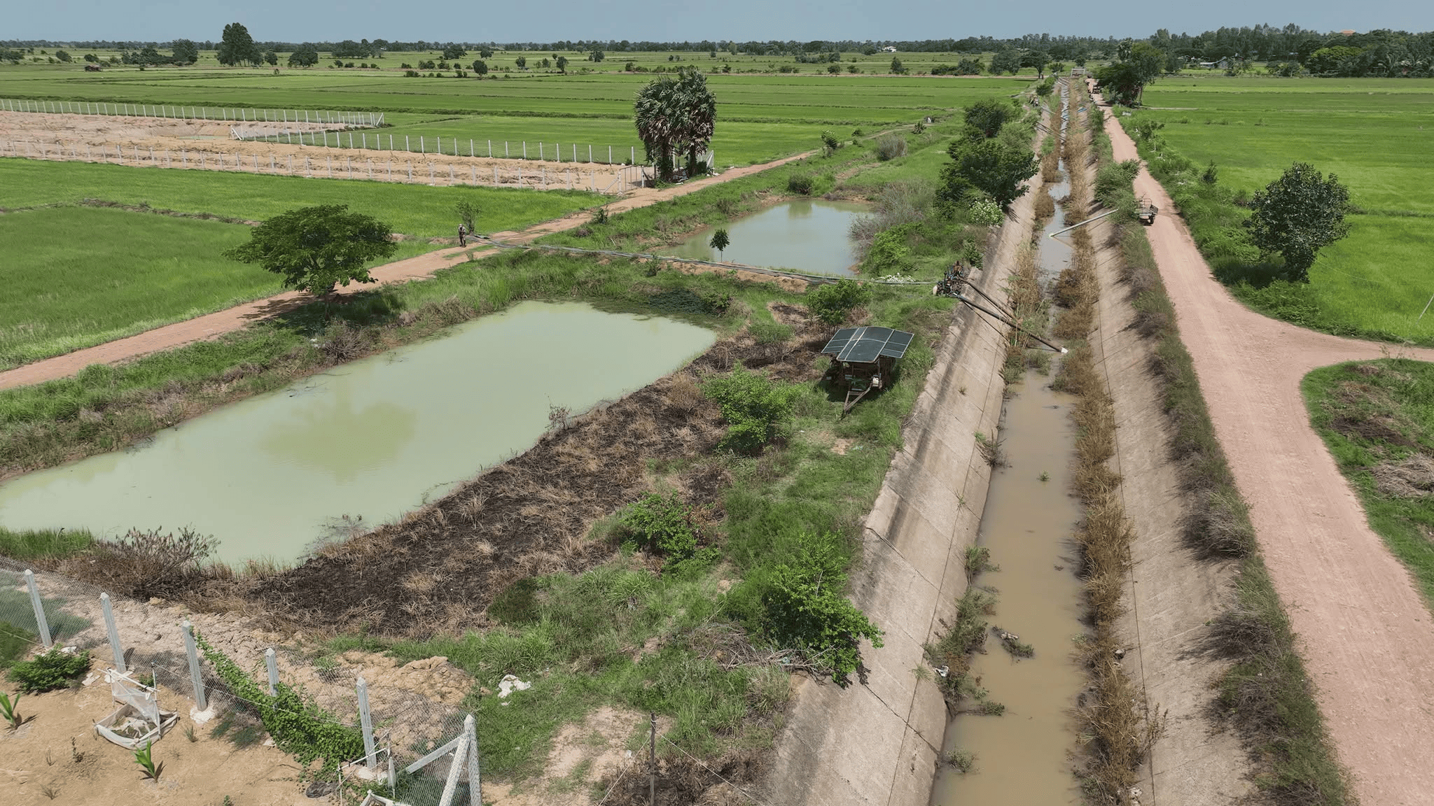 Battambang Rice Fields Saved by Emergency Irrigation Amid El Niño Drought