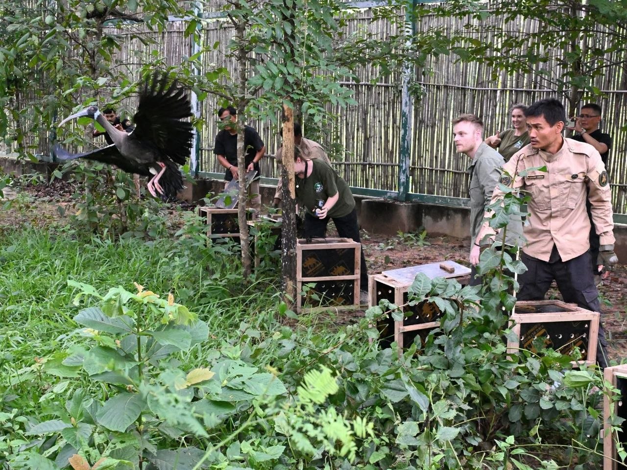 Six Critically Endangered Sarus Cranes Released into Siem Pang National Park