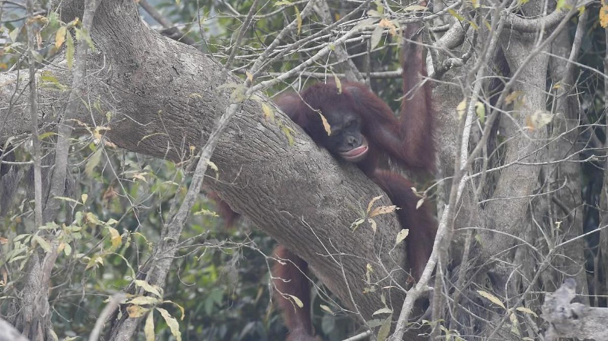 Kalimantan Wildfires Threaten Orangutan Survival