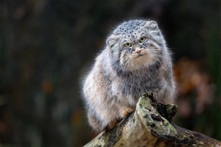 「世界一不機嫌な猫」パラスキャット、高山地帯での生存が明らかに