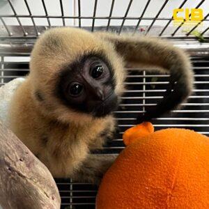 タイ、カンボジア国籍者とタイ人男性を密輸容疑で逮捕 国境を越えた野生生物密輸事件