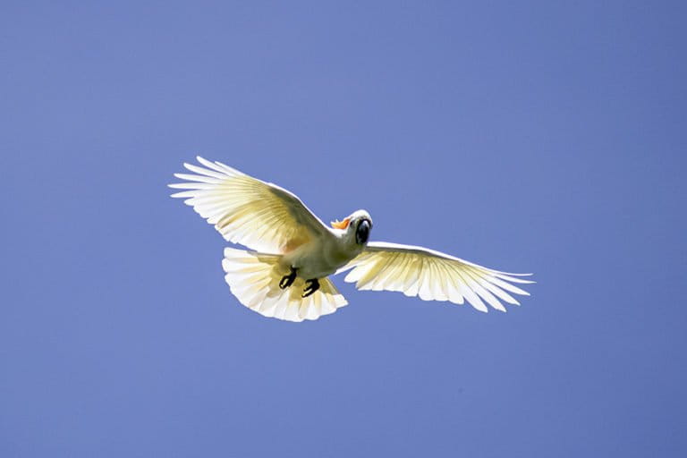 Indonesia's Parrots Face Extinction Due to Poaching and Habitat Loss