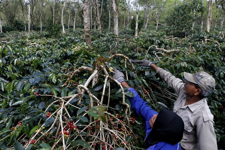 Climate Crisis Threatens to Slash Indonesian Arabica Coffee Production by 80%
