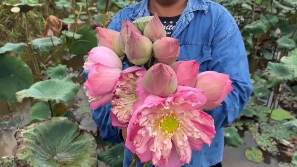 Ubon Ratchathani Lotus Farmers Rush Harvest for Visakha Bucha Day