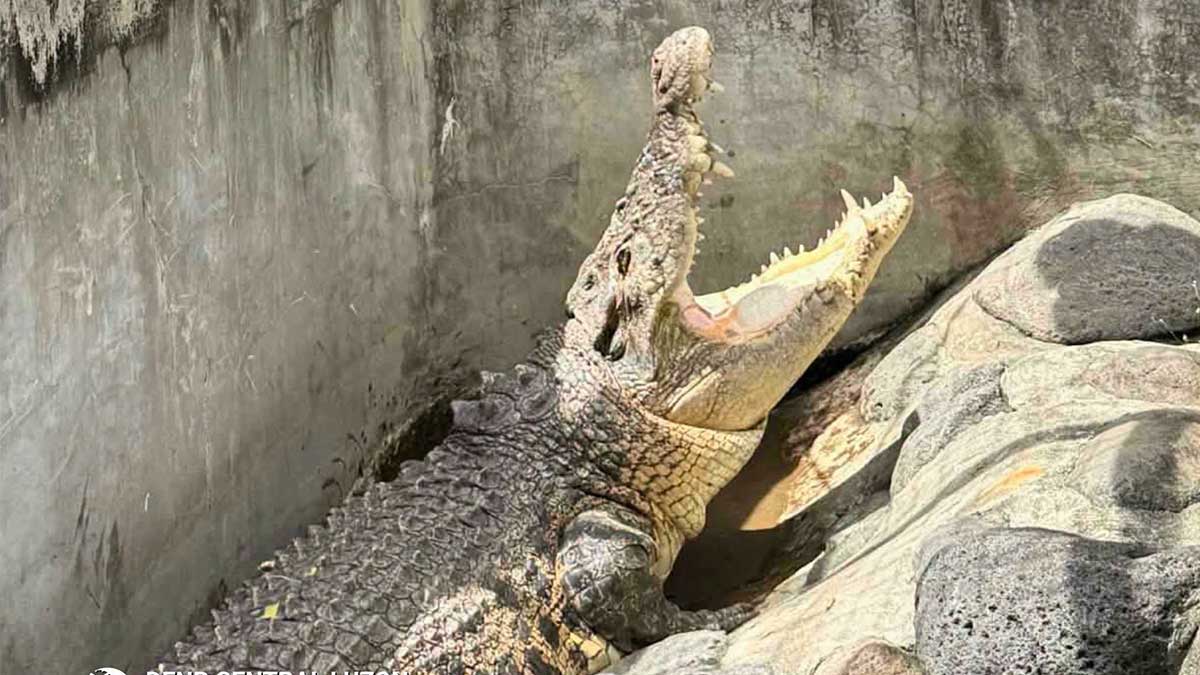 パンパンガで絶滅寸前ワニ発見、保護