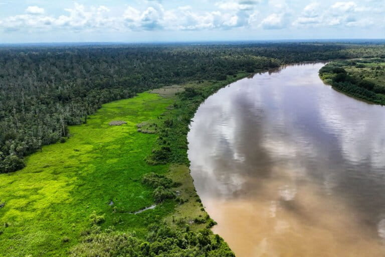 Beyond Orangutans: Rawa Singkil Wildlife Reserve as a Haven for Wild Birds