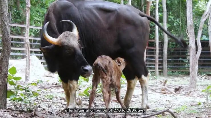 カンボジア、サンコス山国立公園で希少絶滅危惧種10種を確認