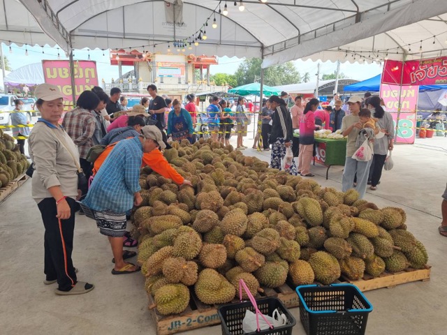 800 Rai Durian Farm Cuts Out Middlemen, Sells Direct to Community Amid Price Slump