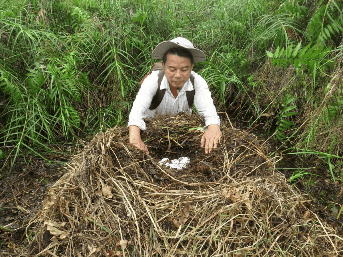 New Sanctuary for Critically Endangered Siamese Crocodiles Established in Cambodia's Cardamoms