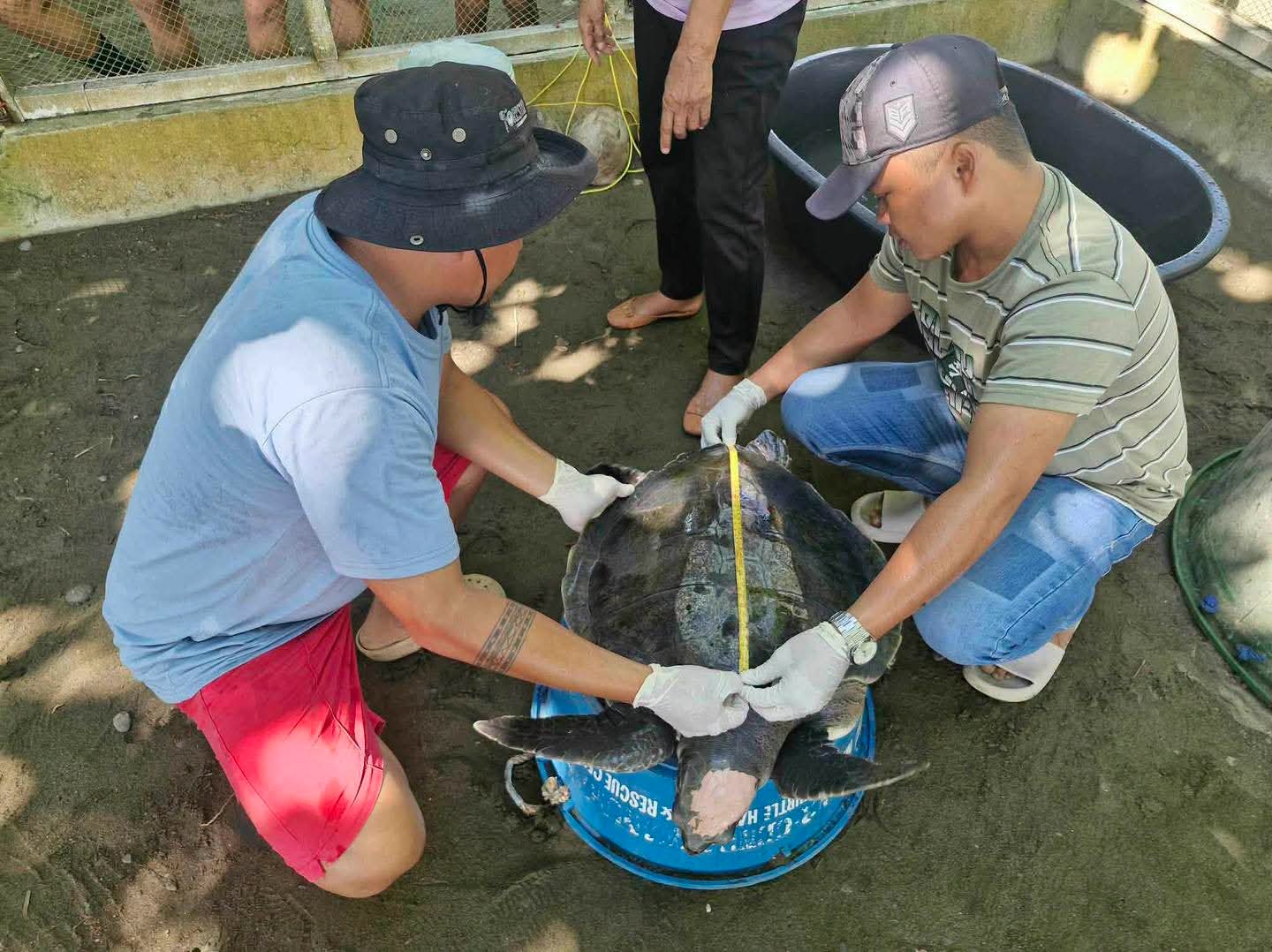 Loggerhead Sea Turtle Rehabilitated and Released in Zamboanga del Norte