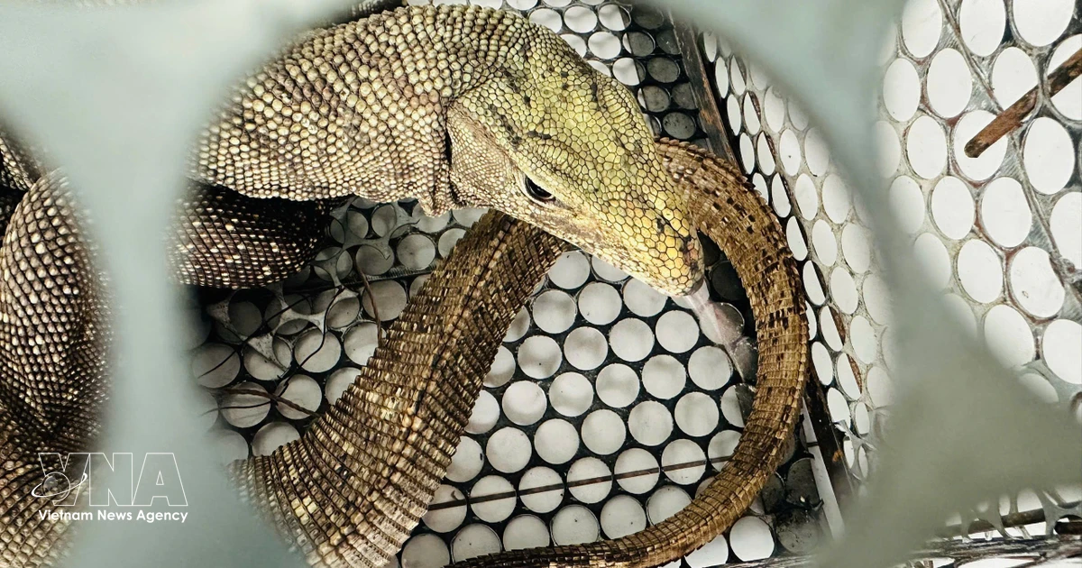 Quang Tri province hands over rare clouded monitor to wildlife rescue center