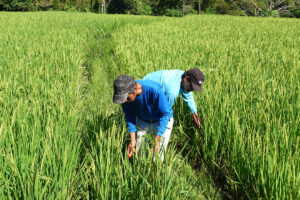 フィリピン、農地転用規制を8月改定へ 太陽光発電など需要踏まえ