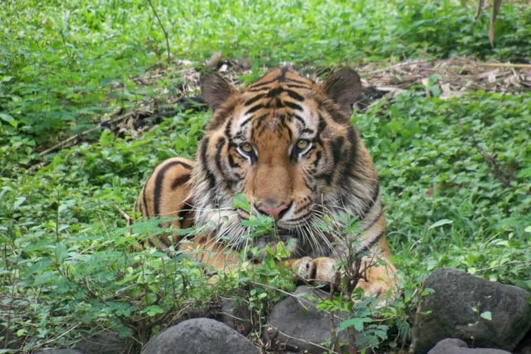 スラバヤ動物園、飼料費横領事件で動物福祉に懸念