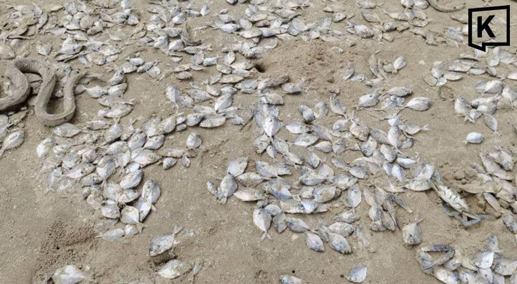 チョンブリーで大規模な魚の大量死、プランクトン異常増殖が原因か