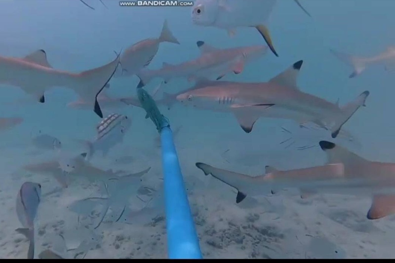 Maya Bay Shows Signs of Recovery with 149 Blacktip Sharks Spotted in One Day