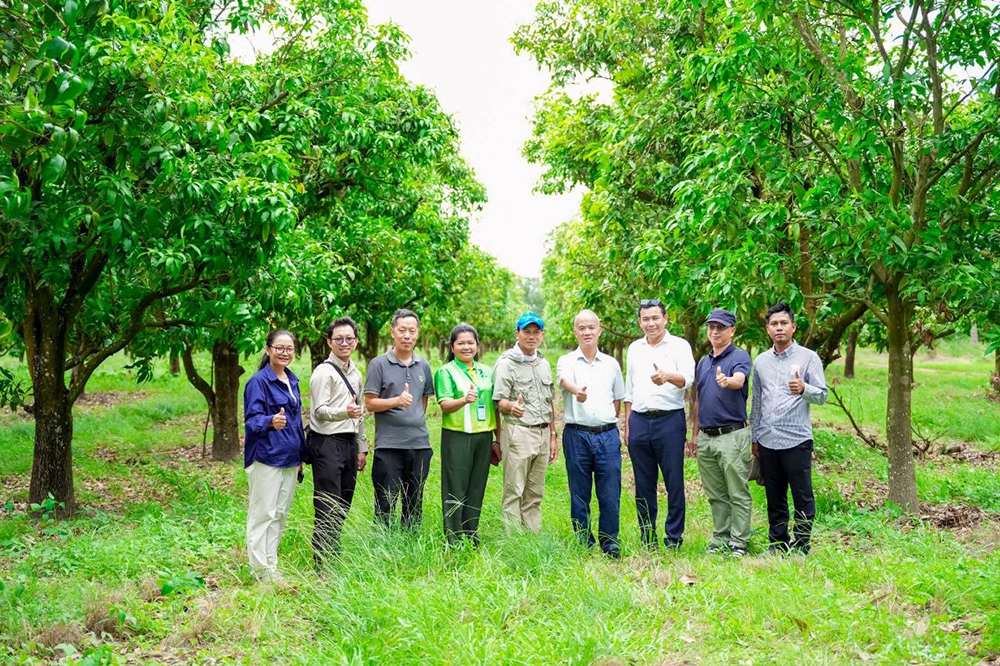 Cambodia's Mango Industry Eyes Enhanced Processing and Market Access with China-FAO Collaboration