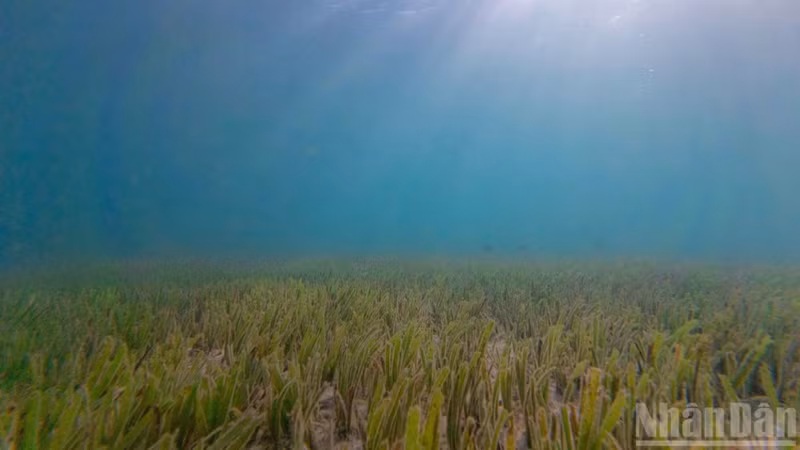 Cù Lao Chàm's 'Underwater Forests' Revitalized, Restoring Ocean's Carbon Sink