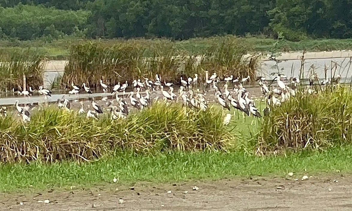 Hundreds of rare black-necked cranes migrate to wetlands in Quang Ngai, Vietnam